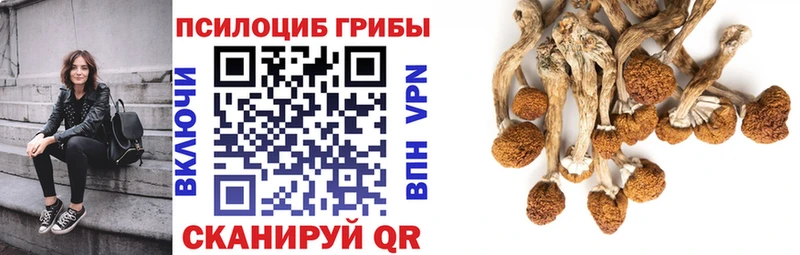 купить наркотики цена Люберцы Псилоцибиновые грибы Magic Shrooms
